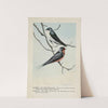 Skimmer the Tree Swallow, Forktail the Barn Swallow by Louis Agassiz Fuertes