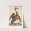 Slangenhalsvogel (Anhinga) (1596-1610) by Anselmus Boëtius de Boodt