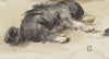 Slapende hond, van achteren gezien