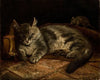 Sleeping Grey Cat And A Rat