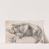 Sleeping Pig by James Ward