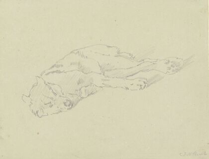 Sleeping wolf