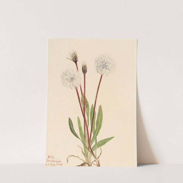 Slender Agoseris (Agoseris gracilens) (1922) by Mary Vaux Walcott