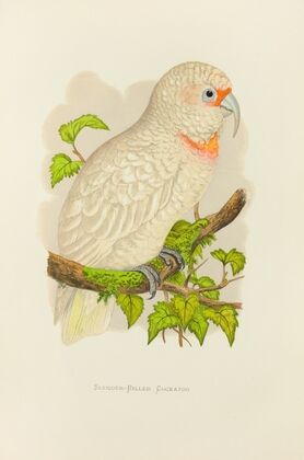 Slender-Billed Cockatoo (1884-1887)