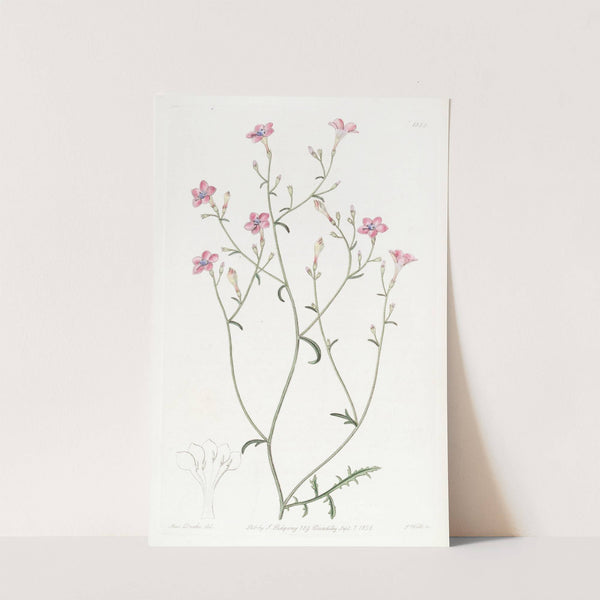 Slender-flowered Gilia by Sydenham Edwards