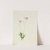 Slender Shootingstar (Dodecatheon pauciflorum) (1909) by Mary Vaux Walcott
