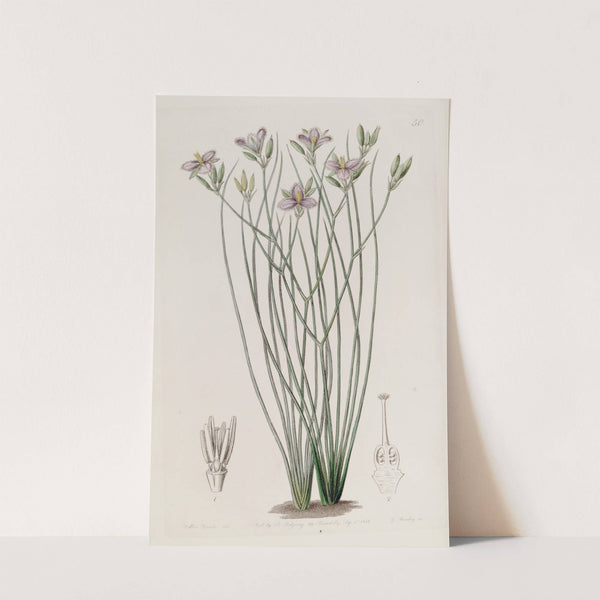 Slender Thysanotus by Sydenham Edwards