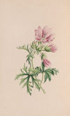 Small Blndweed, Or Field Convolvulus