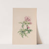 Small Blndweed, Or Field Convolvulus by John Stevens Henslow