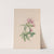 Small Blndweed, Or Field Convolvulus by John Stevens Henslow