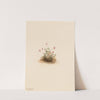 Small Cranberry (Oxycoccus palustris) (1911) by Mary Vaux Walcott