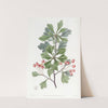 Small-fruited Thorn by Sydenham Edwards