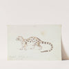 Small Indian Civet (1837) by Charles Hamilton Smith