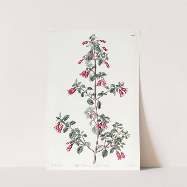 Small-leaved Fuchsia by Sydenham Edwards