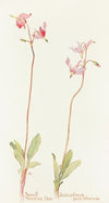 Small Shooting Star