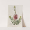 Small-spiked Callistemon by Sydenham Edwards