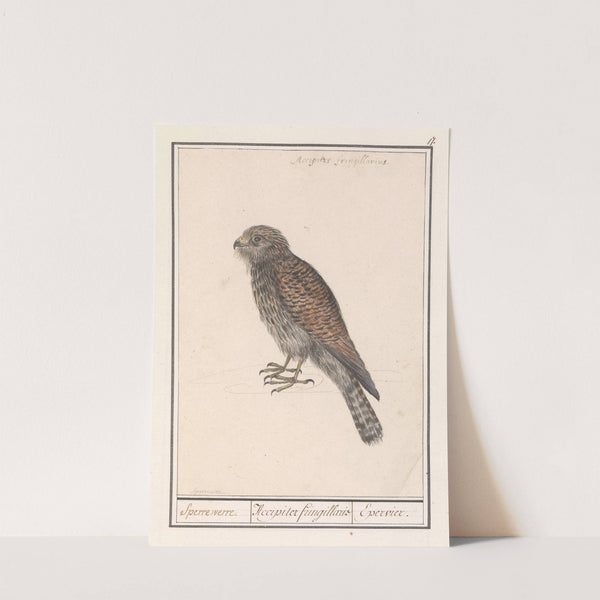 Smelleken (Falco columbarius) (1596-1610) by Anselmus Boëtius de Boodt