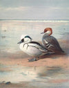 Smew (1913)