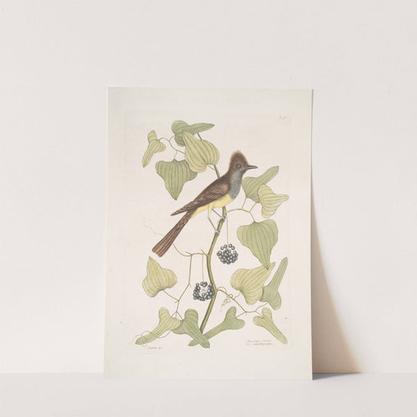 Smilax &amp;c.; Muscicapa cristata, The crested Flycatcher. by Mark Catesby