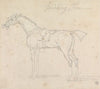 Smiling Tom, Saddled and Bridled; Standing, Facing Left