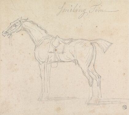 Smiling Tom, Saddled and Bridled; Standing, Facing Left