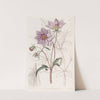Smooth Dwarf Dahlia (1815-1819) by Sydenham Edwards