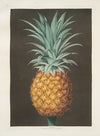 Smooth leaved green Antigua pine. (1812)