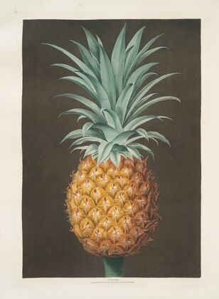 Smooth leaved green Antigua pine. (1812)