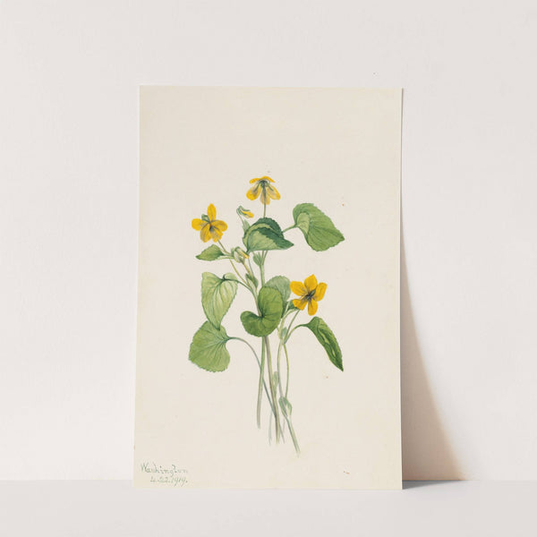 Smooth Yellow Violet (Viola eriocarpa) (1919) by Mary Vaux Walcott