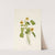 Smooth Yellow Violet. Viola eriocarpa (1925) by Mary Vaux Walcott