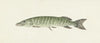 Snoek (1796)