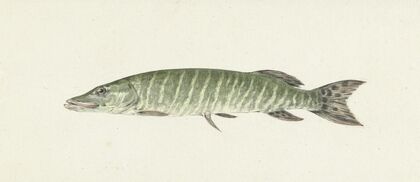 Snoek (1796)