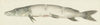 Snoek, met twee inkepingen op de rug (1775 - 1833)