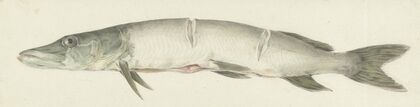 Snoek, met twee inkepingen op de rug (1775 - 1833)