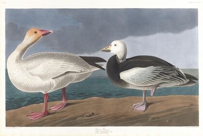 Snow geese