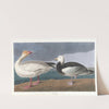 Snow geese by John James Audubon