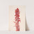 Snow Plant (Sarcodes sanguinea) (1930) by Mary Vaux Walcott