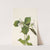 Snow Trillium. Trillium grandiflorum (1925) by Mary Vaux Walcott