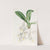 Snow-white Burlingtonia by Sydenham Edwards