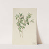 Snowberry (Symphoricarpos albus) (1918) by Mary Vaux Walcott