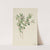 Snowberry (Symphoricarpos albus) (1918) by Mary Vaux Walcott