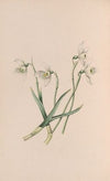 Snowdrop