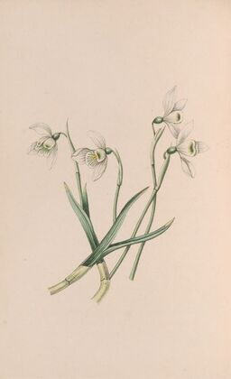 Snowdrop