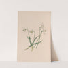 Snowdrop by John Stevens Henslow