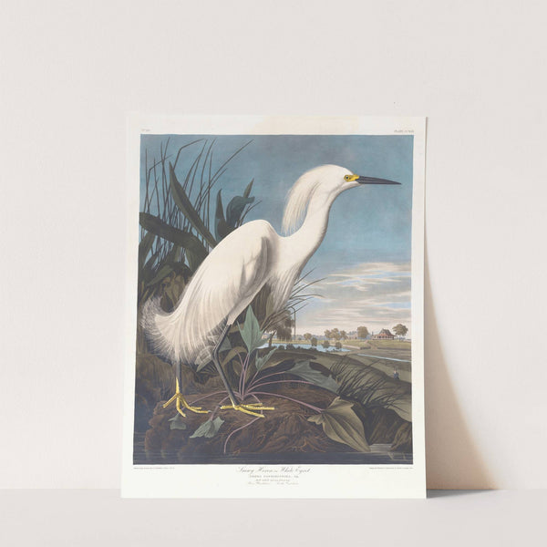 Snowy heron or white egret by John James Audubon
