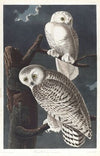 Snowy owl