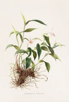 Sobralia Decora