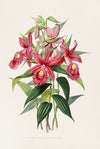 Sobralia Macrantha