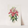 Sobralia Macrantha (1837-1843) by James Bateman