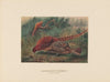 Soemmering’s Pheasant